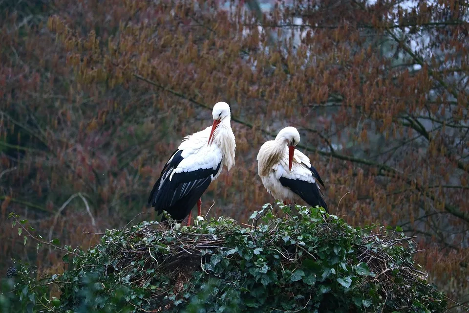 Stork 1231181 960 720.jpg