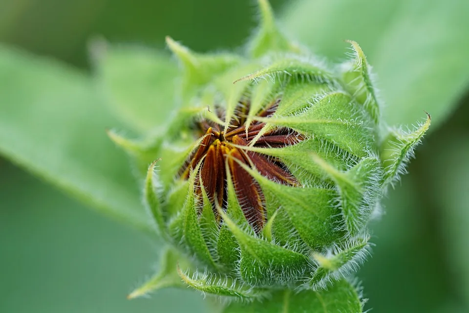 Sunflower Bud 8142430 960 720.jpg