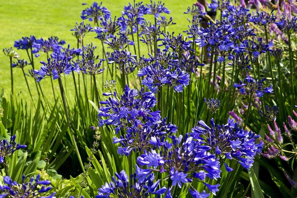 Agapanthus Flowers 869092 960 720.jpg