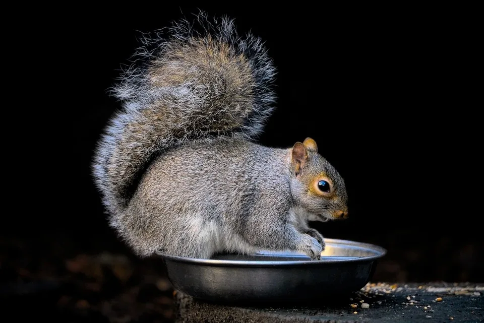 Grey Squirrel 7698895 960 720.jpg