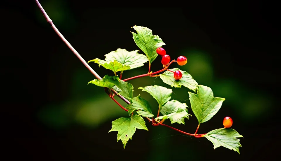 Guelder Rose 3638040 960 720.jpg