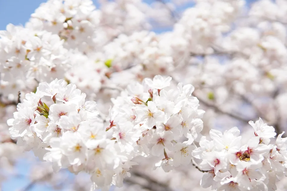 Japanese Cherry Blossoms 6125088 960 720.jpg