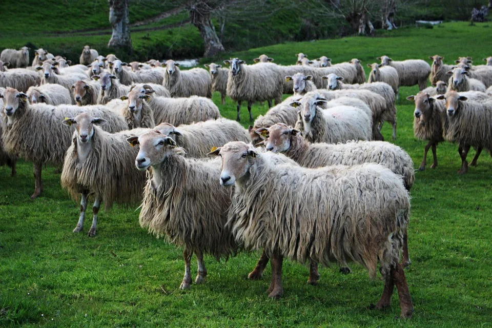 Sheep 3284599 960 720.jpg