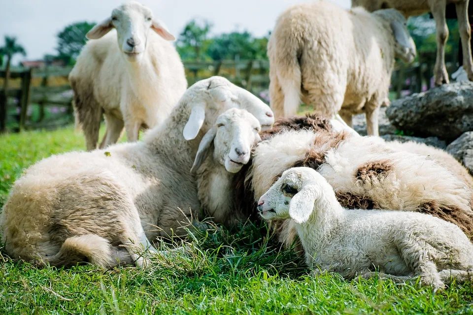 Schafe Anna und Elsa bringen Freude ins Pflege- und Betreuungszentrum
