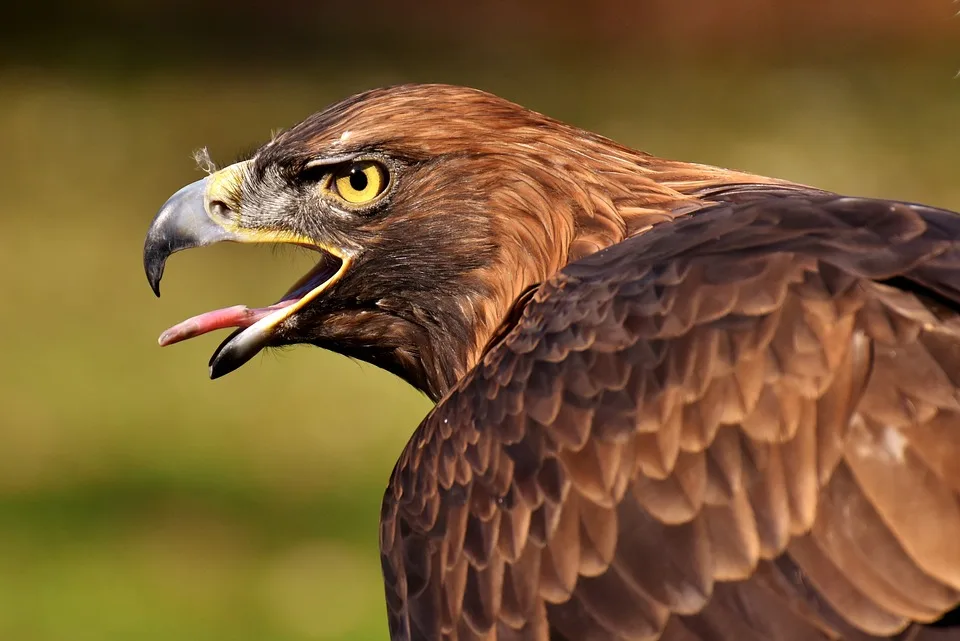 Adler Mannheim Starten Siegreich In Die Testspiel Saison 202425 Jpg.webp