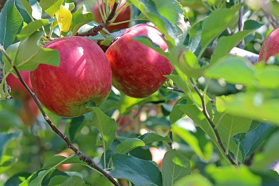 Apple Laedt Zur Iphone Vorstellung Was Erwartet Cupertino Am 9 September Jpg.webp