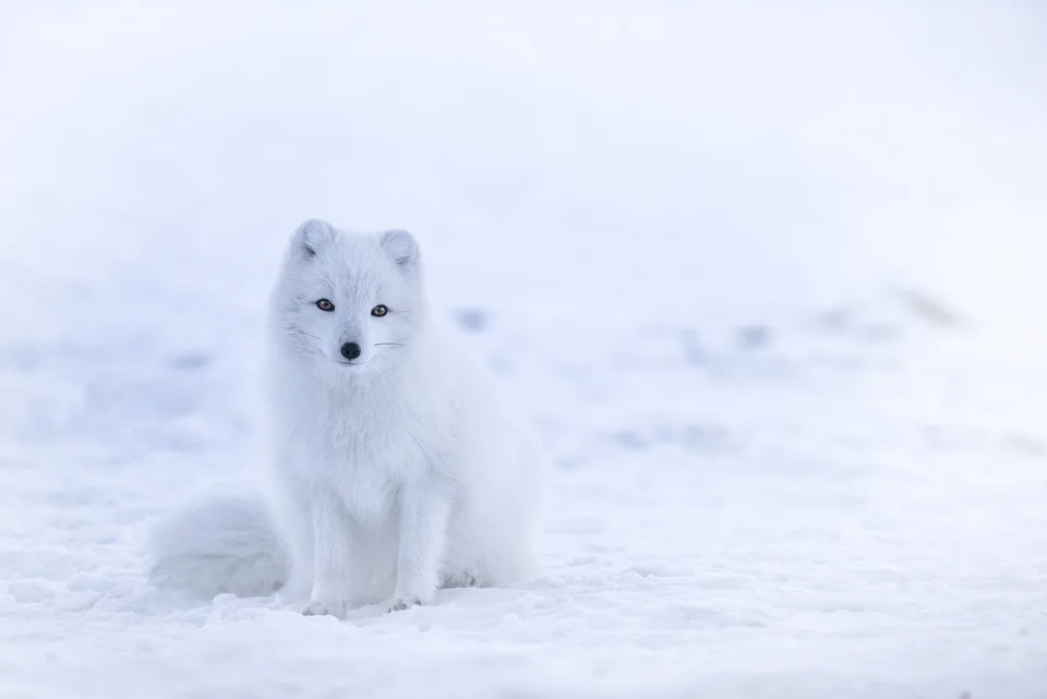 Arved Fuchs In Twistringen Einblicke In Die Schmelzende Arktis Jpg.webp