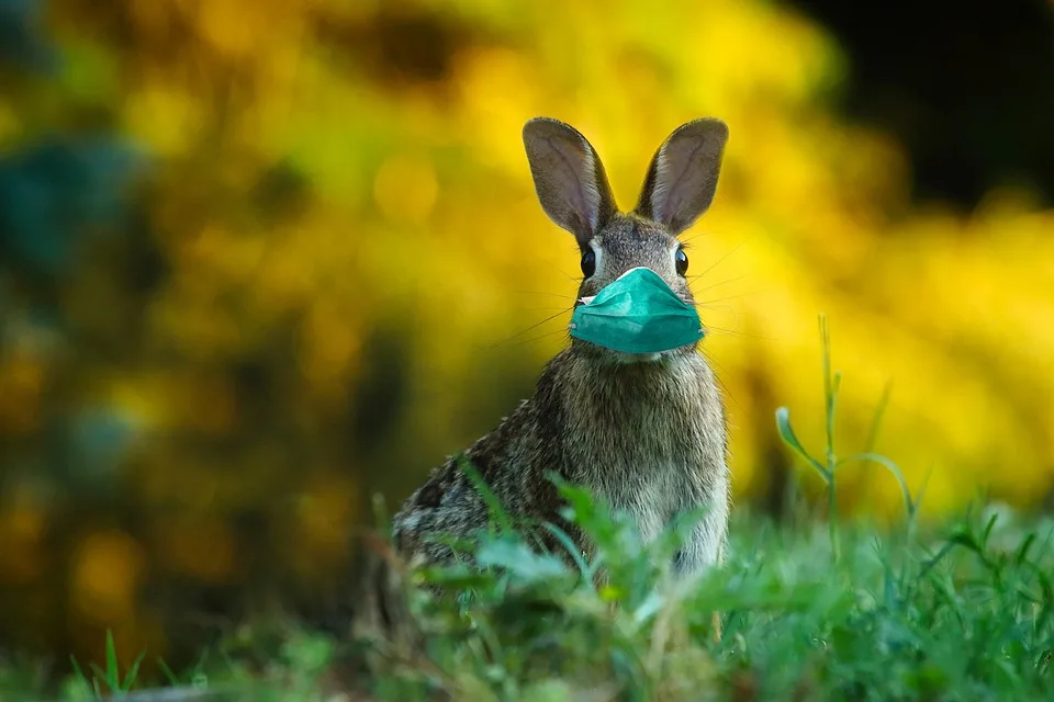 Blauzungenvirus Breitet Sich Rasant In Rheinland Pfalz Aus Jpg.webp