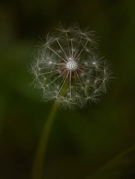 Blumen Fuer Mindestlohn Floristen Im Kreis Nordhausen Im Fokus Jpg.webp