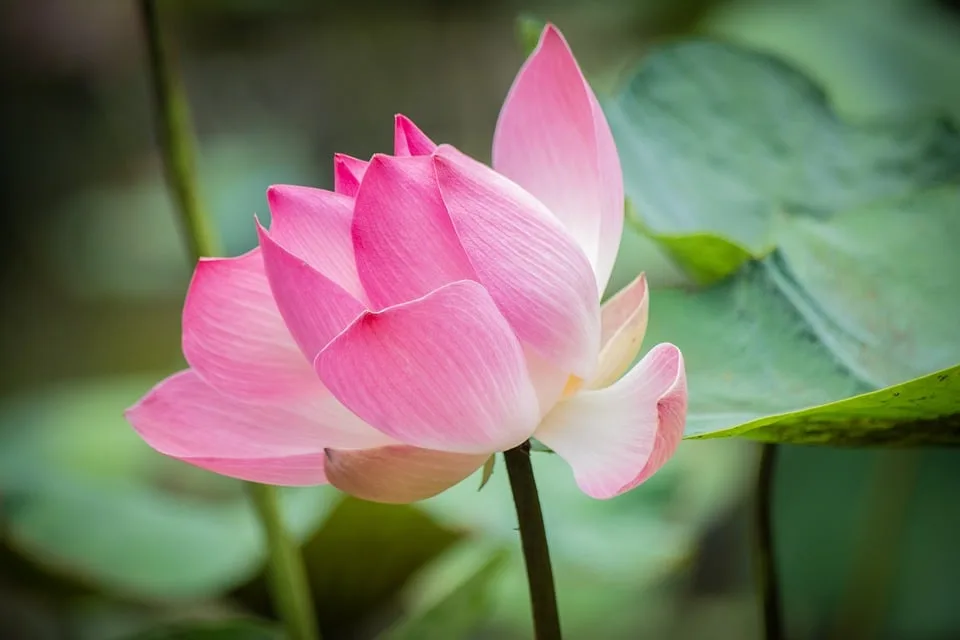 Blumen Fuer Die Seele Floristen Im Kreis Heinsberg Verdienen Mehr Jpg.webp