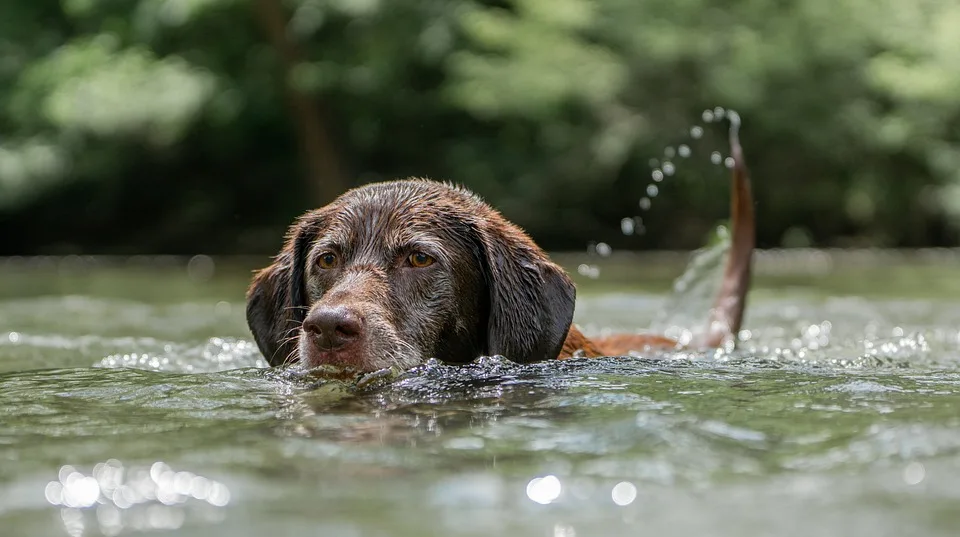 Cloppenburgs Badregeln Verschaerft Schwimmabzeichen Fuer Minderjaehrige Pflicht Jpg.webp