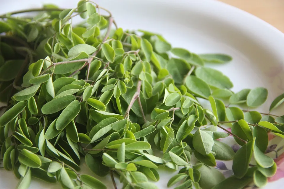 Die Moringa Das Lebenselixier Aus Michoacan Und Seine Vielfaeltigen Vorteile Jpg.webp