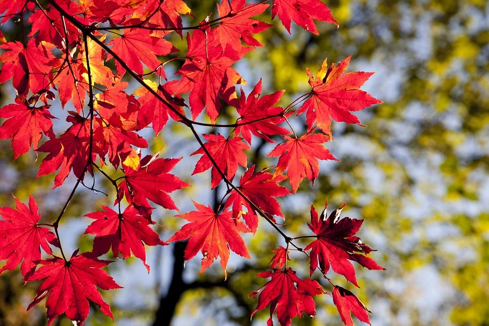 Ein Herbst Voller Waerme Wetterprognose Fuer September In Nrw Jpg.webp