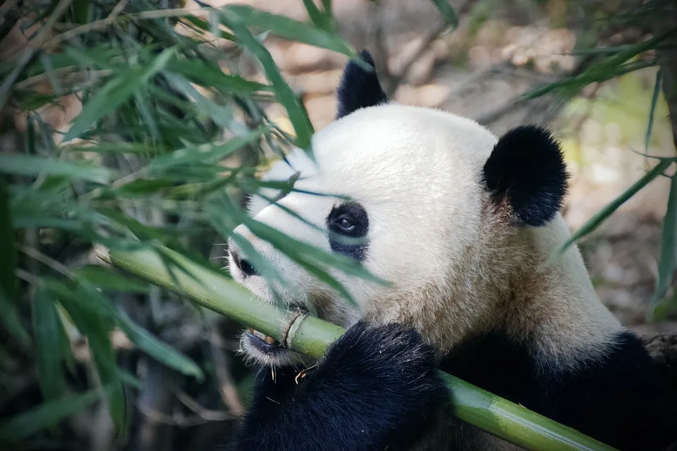 Ein Suesser Neuanfang Zwei Panda Babys Erblicken Im Berliner Zoo Das Jpg.webp