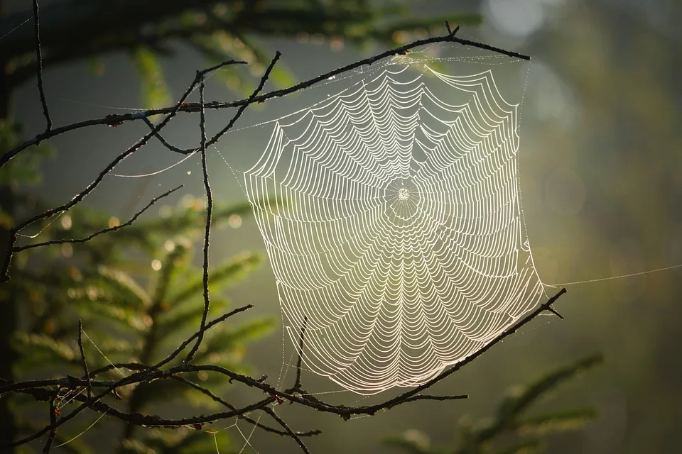 Eine Spinne Loest Unfall Mit Drei Verletzten In Braunau Aus Jpg.webp