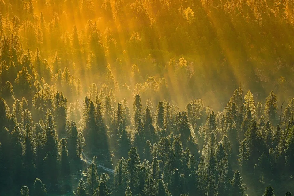 Entdeckungstour Auf Dem Urwaldsteig Naturwunder Am Edersee Erleben Jpg.webp