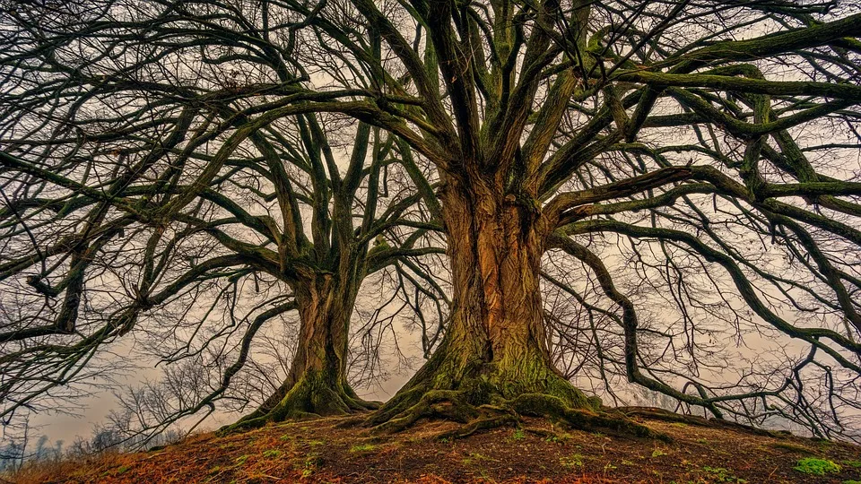 Farbenfrohe Baum Markierungen Was Steckt Dahinter Jpg.webp