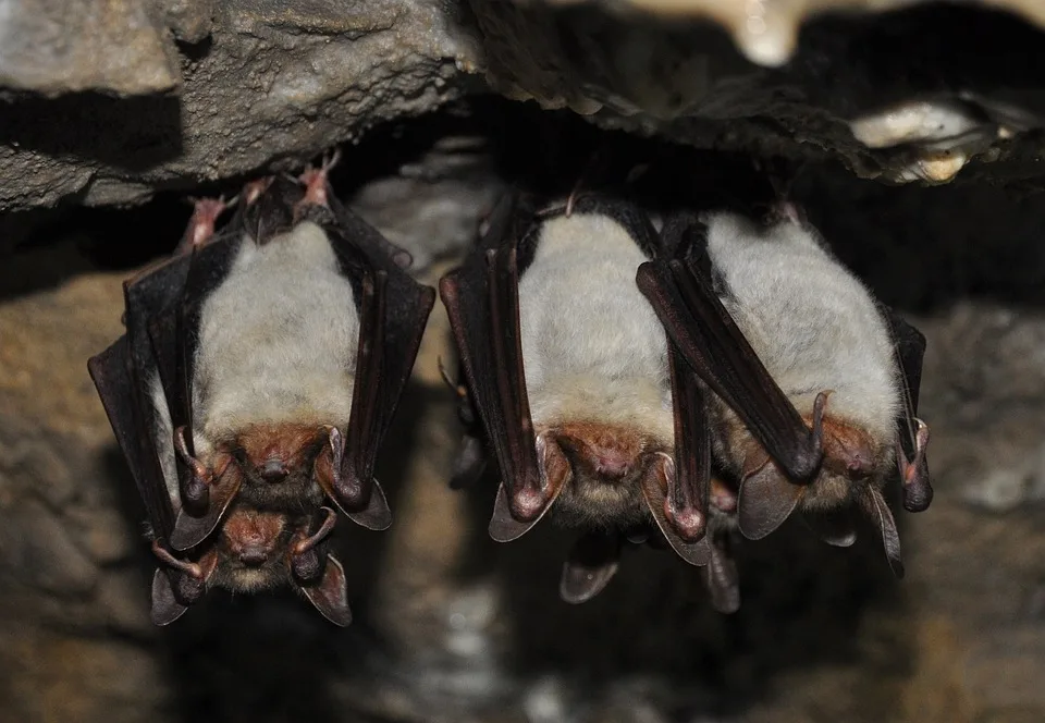 Fledermaeuse Im Fokus Spannende Veranstaltungen Zur Batnight Im Saarland Jpg.webp