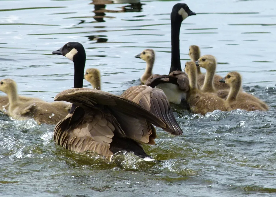 Gefaehrliche Flucht Vier Straftaeter Aus Niederbayern Auf Der Run Jpg.webp