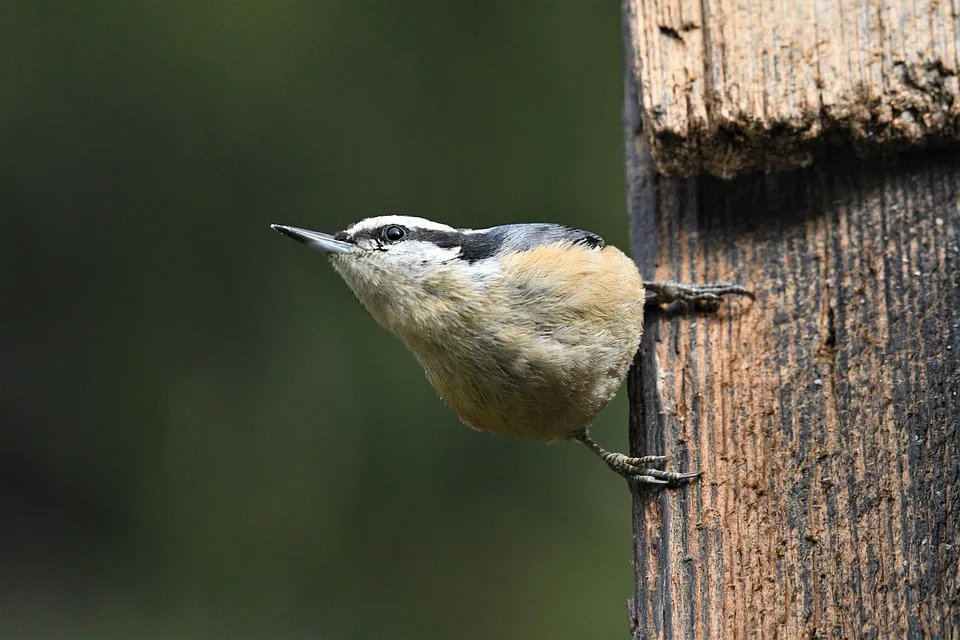 Greifvogel Beobachtungen In Eschbach Verschwundene Milane Und Ihre Geheimnisse Jpg.webp