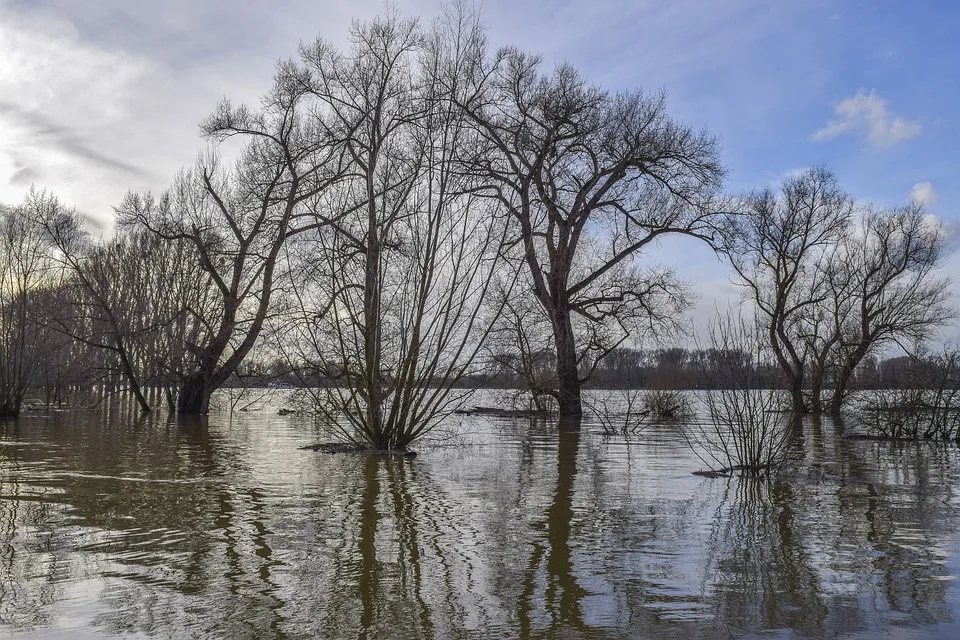 Hochwasserfolgen An Der Donau Sorgen Der Fischereigenossenschaft Jpg.webp