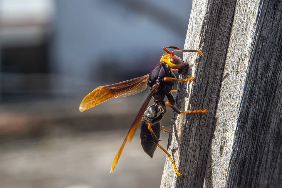 Hornissen Attacken In Ivenack Wanderer Erleiden Allergische Schocks Jpg.webp