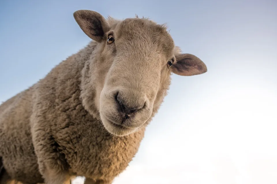 Husumer Schafmarkt 2024 Tiere Und Preise Im Fokus Der Auktion Jpg.webp