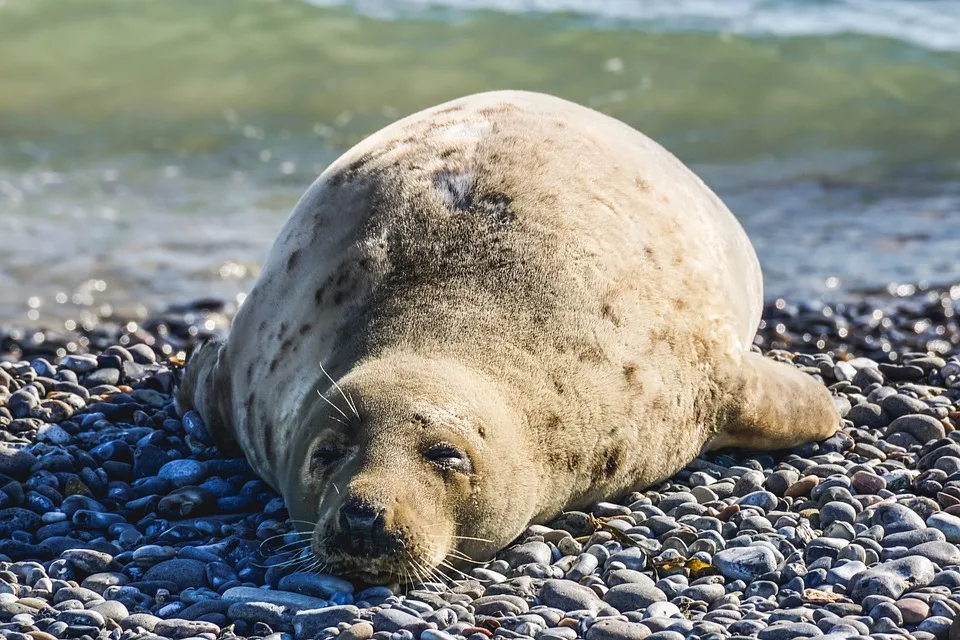 Kegelrobben Schutz Auf Sandbank Lieps Umweltministerium Bleibt Skeptisch Jpg.webp