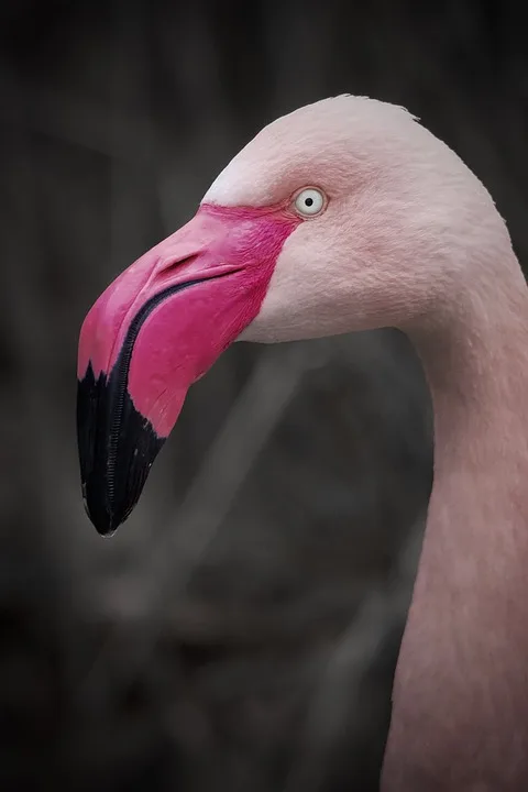 Keine Sorge Vogelgrippe Bei Milchkuehen Fuer Coesfeld Unproblematisch Jpg.webp