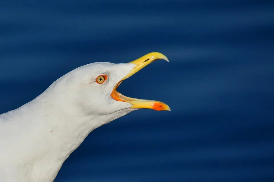 Moewen Uebergriffe An Der Kueste Die Neue Fischbroetchenversicherung Jpg.webp