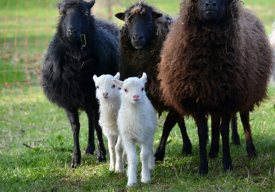 Nach Solingen Schleswig Holsteins Politiker Fordern Schaerfere Massnahmen Jpg.webp