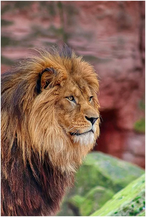 Nachwuchs Bei Berberloewen Zoo Heidelberg Feiert Seltenen Loewenwelpen Jpg.webp