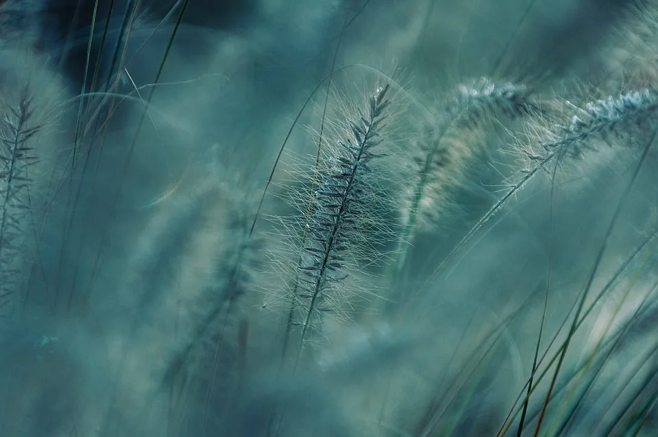 Natur Im Fokus Karl Wilhelm Lehmanns Fotografien Beim Festival Der Stimmen Jpg.webp