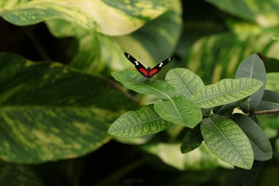 Naturgarten Wettbewerb In Neunkirchen Seelscheid Kreativitaet Blueht Auf Jpg.webp