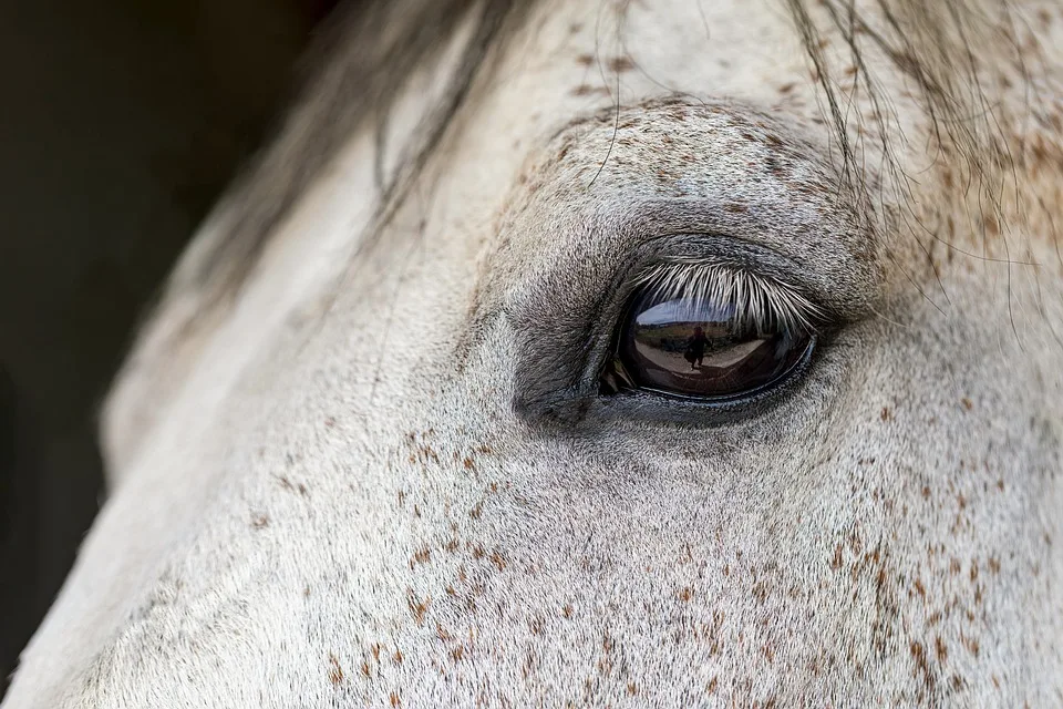 Neuer Trendsport Fuer Kids Hobby Horsing Auf Dem Beschenhof In Jpg.webp