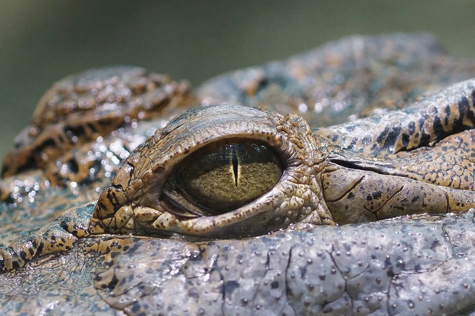 Neues Leben Im Koelner Zoo Philippinenkrokodil Nachwuchs Begeistern Besucher Jpg.webp