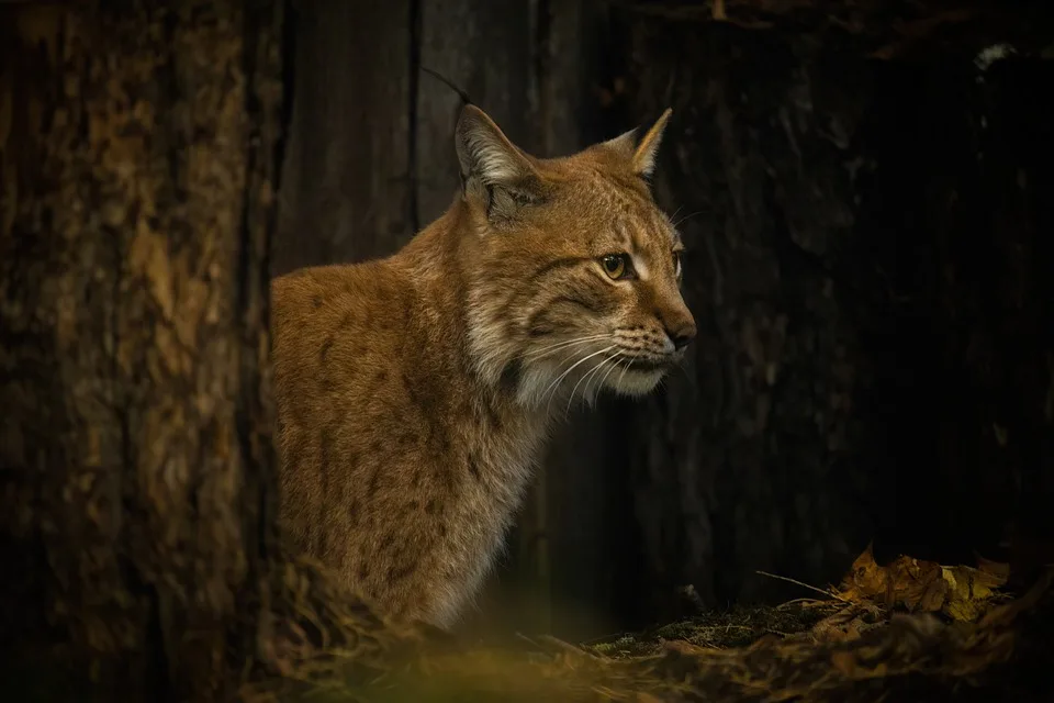 Neues Projekt Zur Wiederansiedlung Der Luchse Im Thueringer Wald Jpg.webp