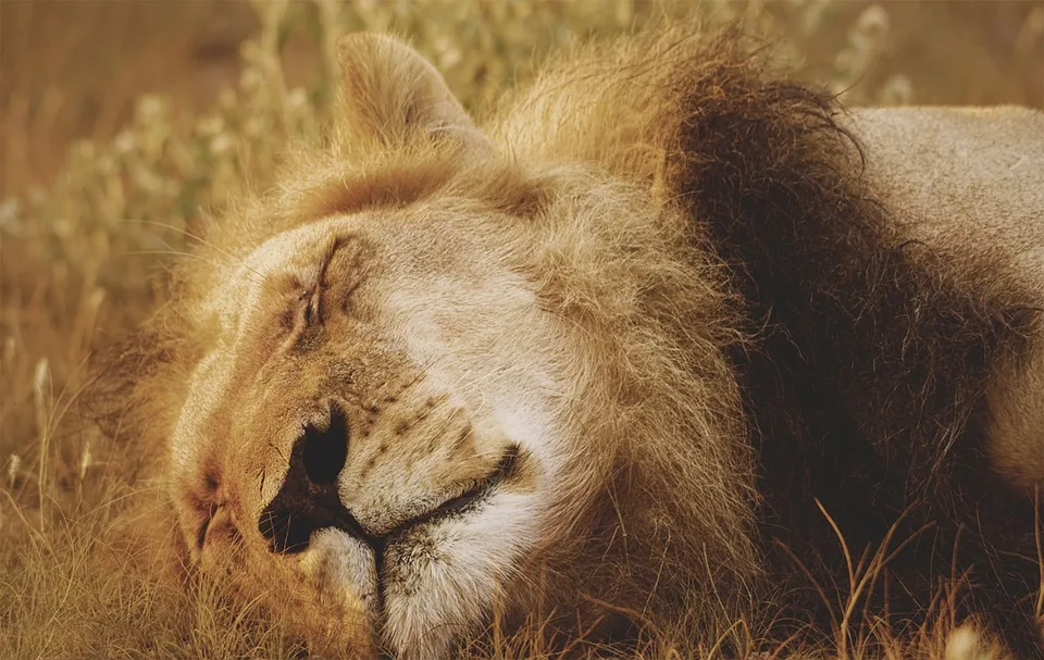 Neuland Lions Wie Fluechtlinge In Hamburg Durch Cricket Verbinden Jpg.webp