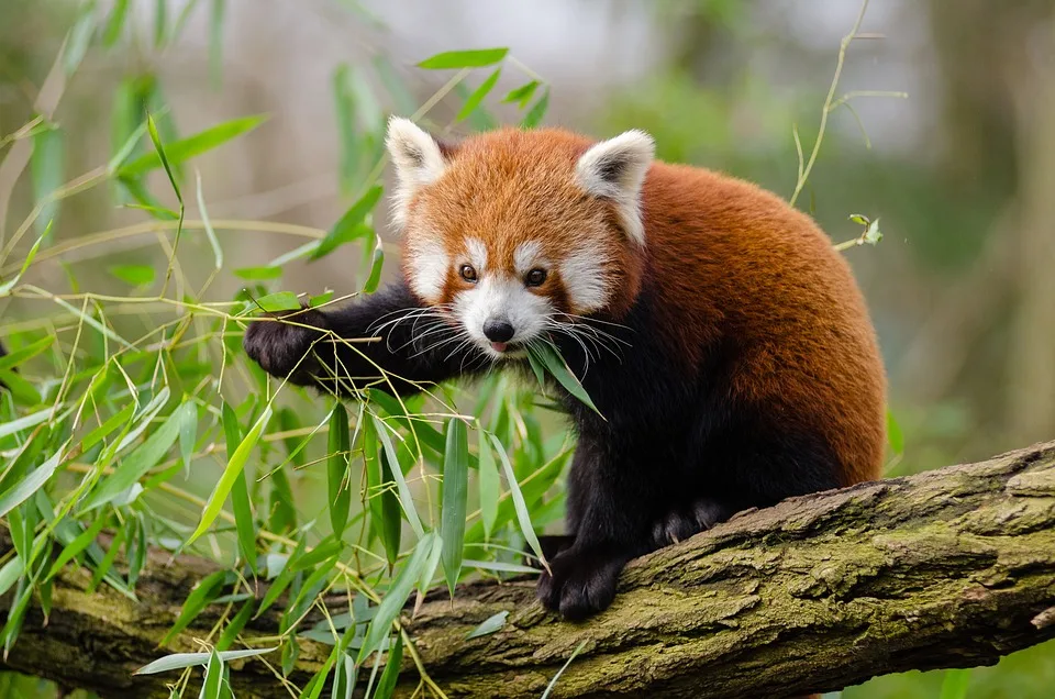 Panda Nachwuchs Im Berliner Zoo Erfolgreiche Zwillingsgeburt Jpg.webp