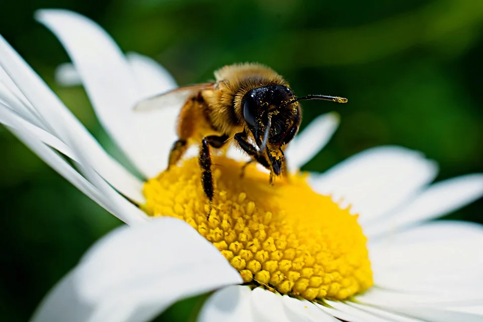 Pollenbericht Fuer Allergiker Aktuelle Belastung In Baden Wuerttemberg Jpg.webp