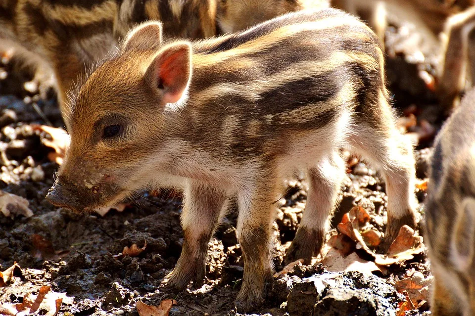 Praemie Fuer Wildschweinjagd Landkreis Darmstadt Dieburg Kaempft Gegen Pest Jpg.webp