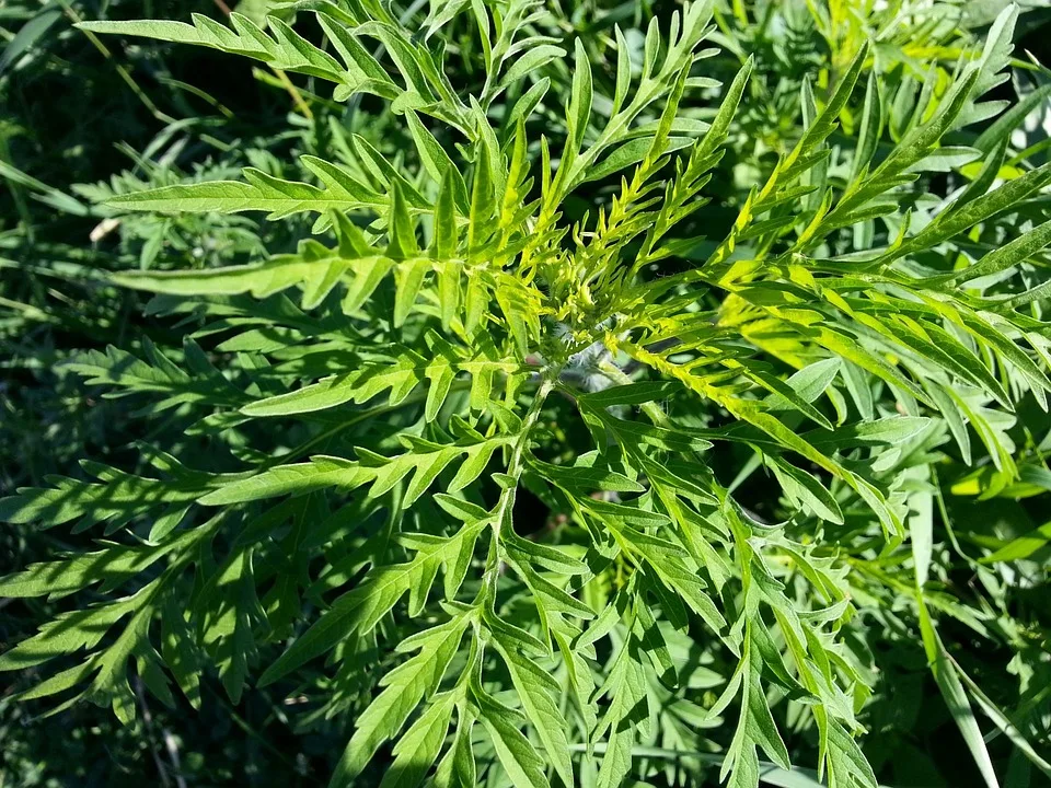 Ragweed Bluete In Wien Allergiker Muessen Sich Auf Hohe Pollenwerte Einstellen Jpg.webp