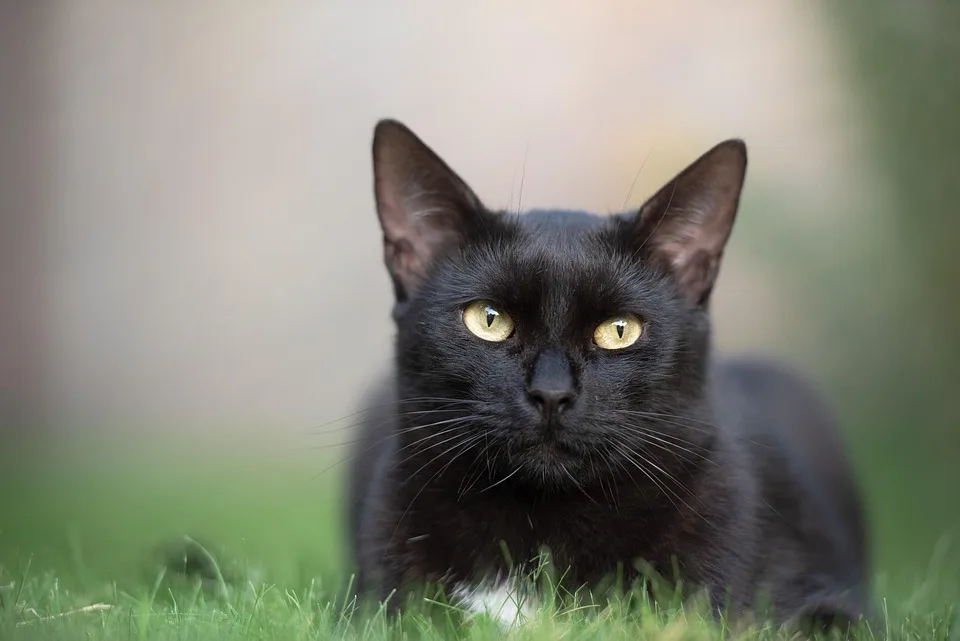 Schwarzer Kater Maxel Sucht Geduldiges Zuhause In Kronach Jpg.webp