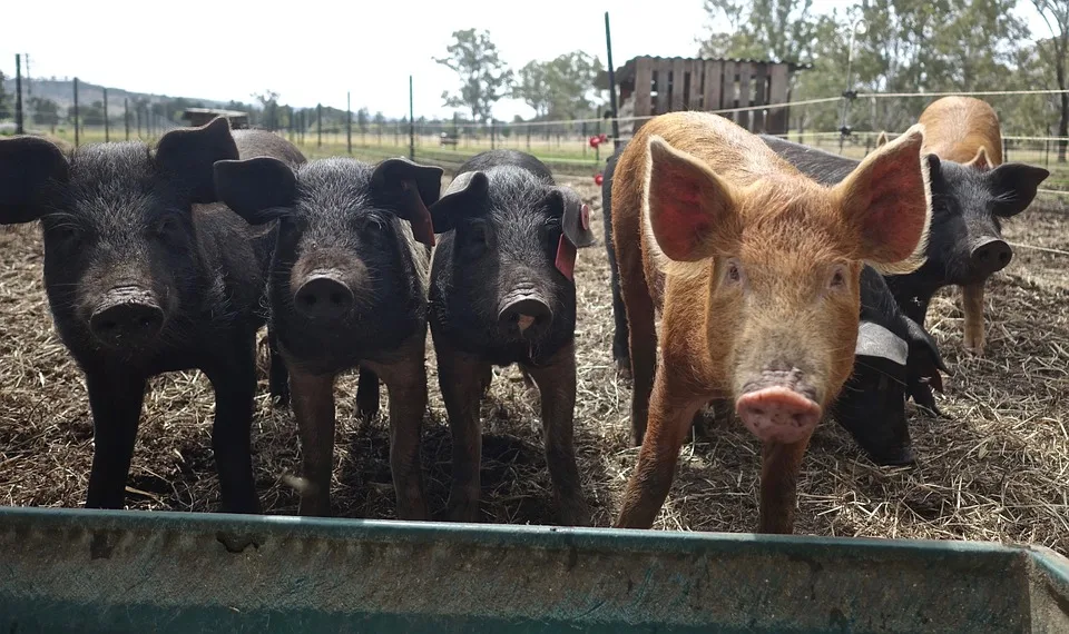 Schweinepest In Baden Wuerttemberg Pilzsammler Vor Neuen Regeln Gewarnt Jpg.webp