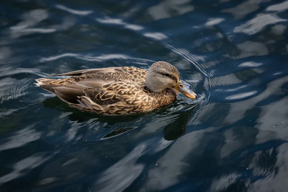 Schwimmfoerderung Im Landkreis Regensburg Ein Starkes Zeichen Fuer Kinder Jpg.webp