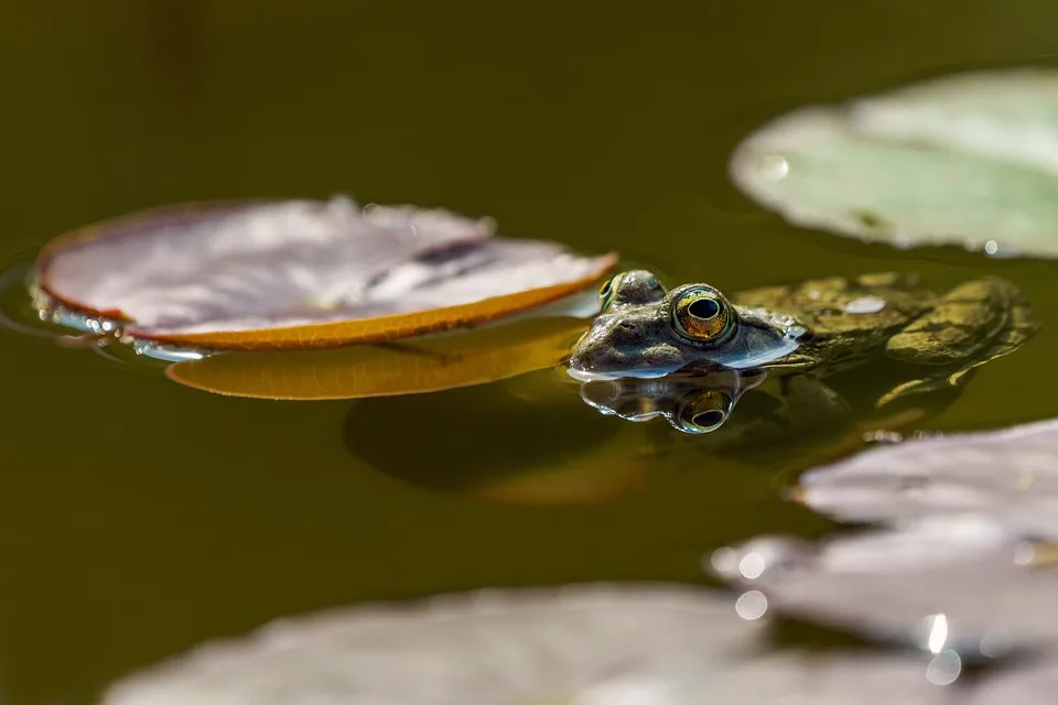 Teich In Floeha Nur Noch Fuer Schlammpackungen Nutzbar Jpg.webp