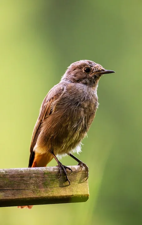 Tiere Und Ihre Freunde Ueberraschende Freundschaften Im Tierreich Jpg.webp