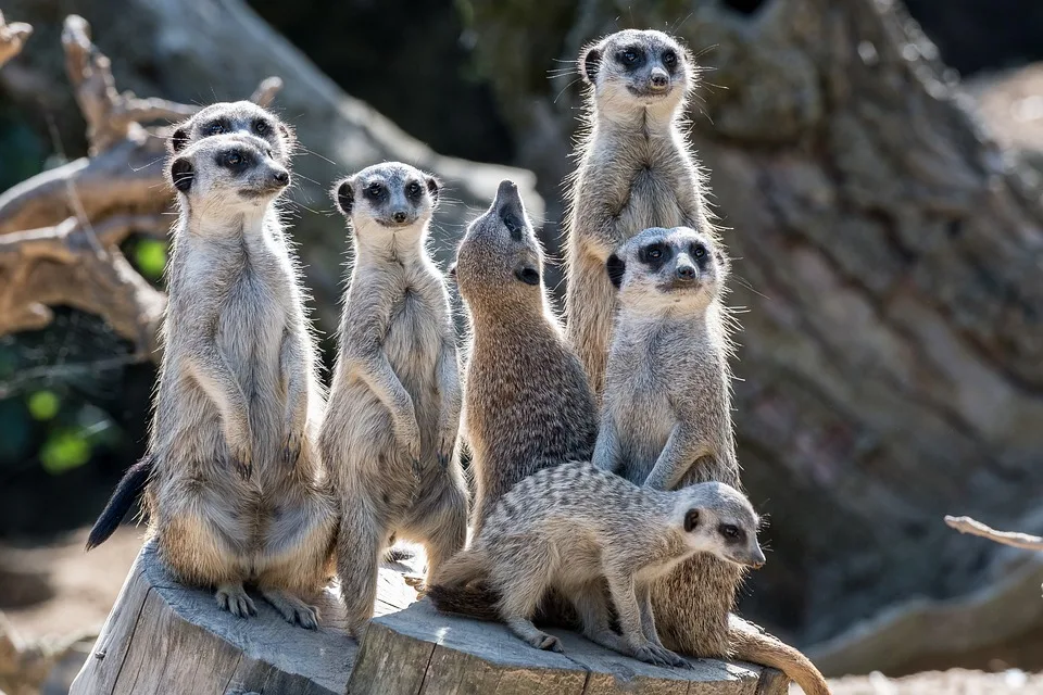 Tierische Auszeit Wie Little Joe Koblenzer Studierenden Den Stress Nimmt Jpg.webp