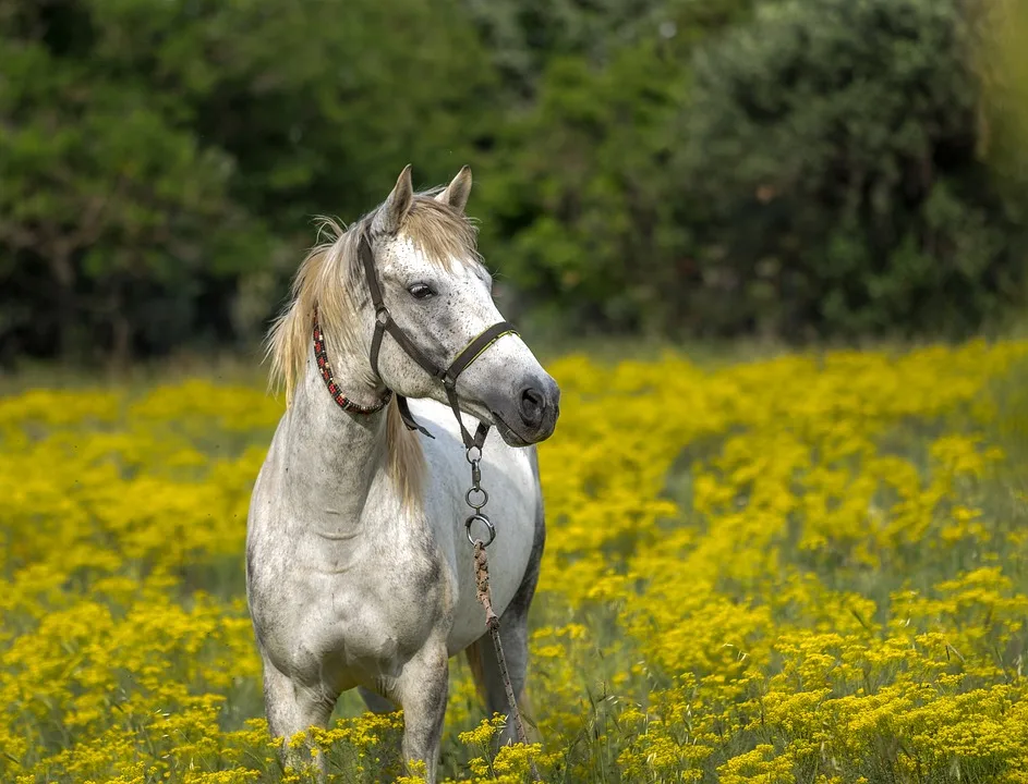 Tragischer Reitausflug Auf Ruegen 14 Jaehrige Bei Unfall Ums Leben Gekommen Jpg.webp