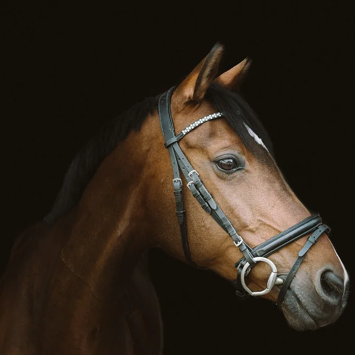 Tragischer Reitunfall Auf Ruegen 14 Jaehrige Bei Zusammenstoss Getoetet Jpg.webp